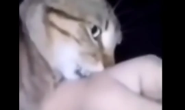Gato agarra el brazo de una chilena unfriendliness epica wea